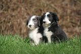 BEARDED COLLIE 325